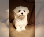 Puppy Puppy 1 Maltese