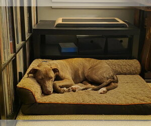 SRV Palau : Ibrehem (Wemby) - Male Boxer-Unknown Mix Dog for Adoption - Photo #3