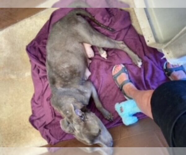 Medium Photo #7 American Pit Bull Terrier Puppy For Sale in Fairfax, VA, USA