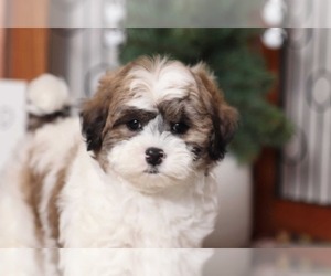 Shih-Poo Puppy for sale in NAPLES, FL, USA