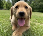Puppy Ted Labrador Retriever