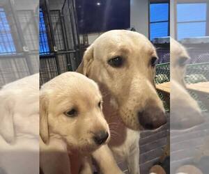 Mother of the Labrador Retriever puppies born on 12/14/2023