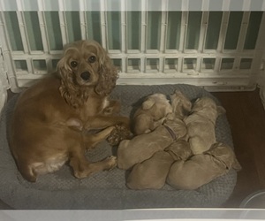 Cocker Spaniel Puppy for Sale in GARDENDALE, Alabama USA