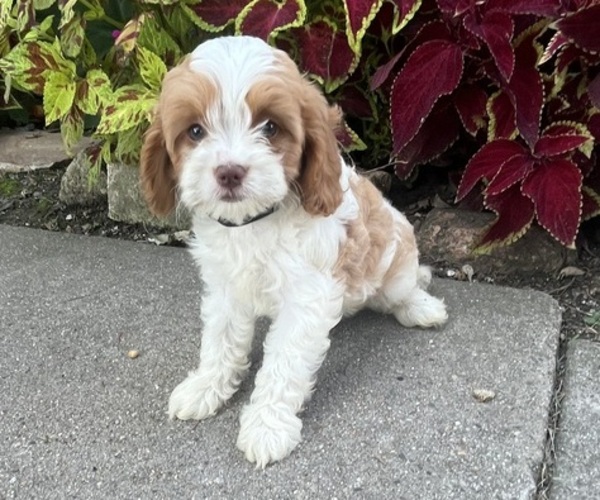 Medium Photo #4 Cavapoo (Miniature) Puppy For Sale in KALONA, IA, USA