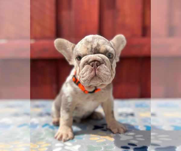 Medium Photo #2 French Bulldog Puppy For Sale in SACRAMENTO, CA, USA
