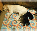 Small Photo #1 Golden Labrador Puppy For Sale in MESA, CO, USA
