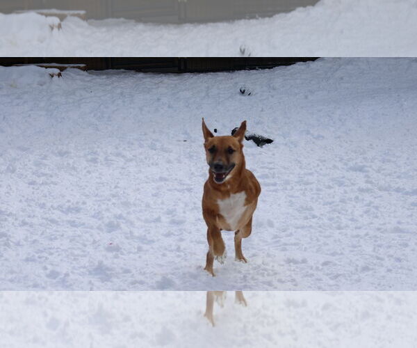 Medium Photo #17 German Shepherd Dog-Saluki Mix Puppy For Sale in Sebec, ME, USA