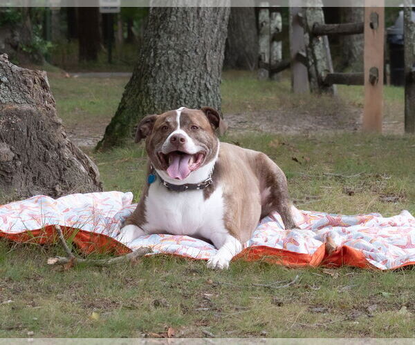 Medium Photo #10 Mutt Puppy For Sale in Woodbury, NY, USA