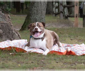 FERGAL aka RAMBO - Male Mutt Dog for Adoption - Photo #10