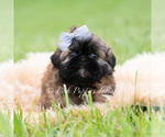 Small #2 Shih Tzu