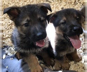 German Shepherd Dog Puppy for sale in WESTLAKE, OH, USA