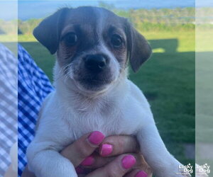 Mutt Dogs for adoption in Washington, DC, USA