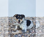 Small #3 Mutt