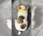 Small Photo #7 Jack Russell Terrier Puppy For Sale in FREEMAN, MO, USA