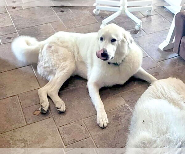 Medium Photo #4 Great Pyrenees Puppy For Sale in Spring, TX, USA
