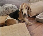 Small #1 Basset Hound