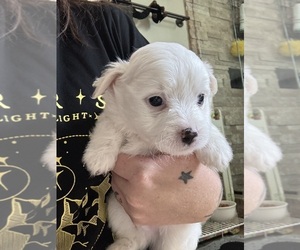 Maltipom Puppy for sale in CONWAY, SC, USA