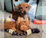 Small American Bulldog-Doberman Pinscher Mix