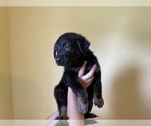 German Shepherd Dog Puppy for sale in CHESAPEAKE, VA, USA