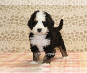 Miniature Bernedoodle Puppy for sale in DENVER, PA, USA