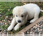 Small #4 English Cream Golden Retriever