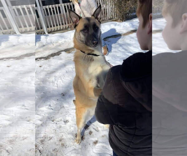 Medium Photo #42 German Shepherd Dog-Unknown Mix Puppy For Sale in Sebec, ME, USA
