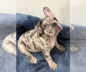 French Bulldog Puppy for sale in REVERE, MA, USA