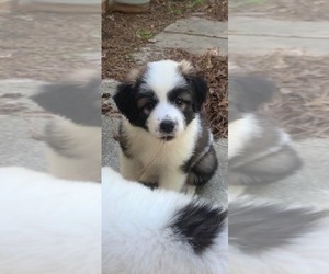 Anatolian Pyrenees Dogs for adoption in Holly Springs, NC, USA
