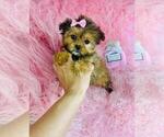 Small #11 ShihPoo