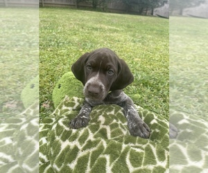 German Shorthaired Pointer Puppy for sale in BATON ROUGE, LA, USA