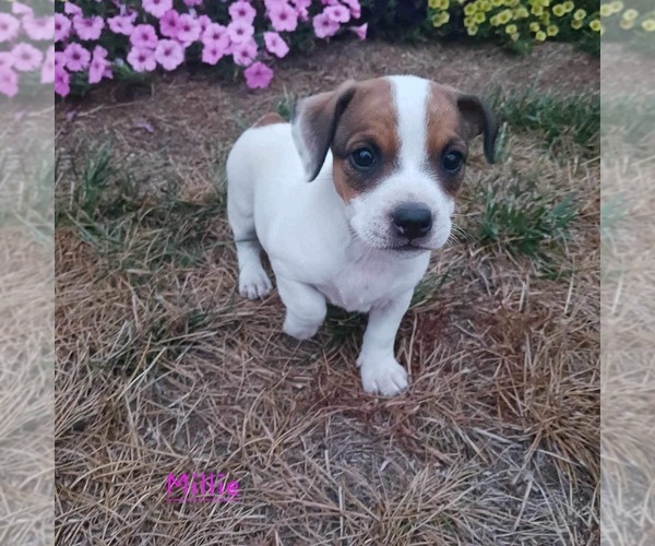 Medium Photo #1 Alapaha Blue Blood Bulldog-Jack Russell Terrier Mix Puppy For Sale in TOPEKA, IN, USA
