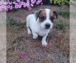 Small Photo #1 Alapaha Blue Blood Bulldog-Jack Russell Terrier Mix Puppy For Sale in TOPEKA, IN, USA