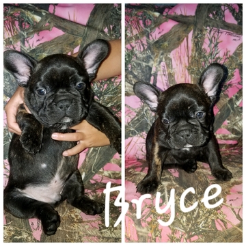 Medium Photo #1 French Bulldog Puppy For Sale in SPRINGFIELD, OH, USA