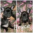 Small Photo #1 French Bulldog Puppy For Sale in SPRINGFIELD, OH, USA