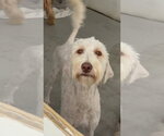 Small #1 Golden Retriever Mix
