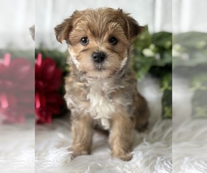 Morkie Puppy for sale in ROCK STREAM, NY, USA