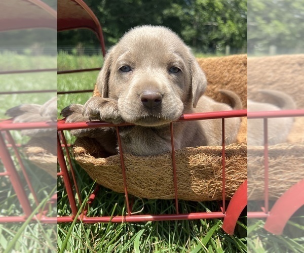 Medium Photo #4 Labrador Retriever Puppy For Sale in NEOLA, WV, USA