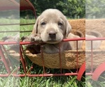 Small #3 Labrador Retriever