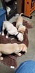 Small Photo #12 Labrador Retriever Puppy For Sale in GODFREY, IL, USA