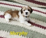 Puppy Murphy Havanese