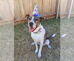 Small #8 American Pit Bull Terrier-Huskies  Mix