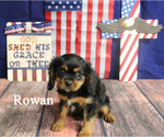 Small #18 Cavalier King Charles Spaniel