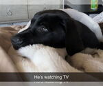 Small #7 Labrador Retriever Mix