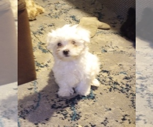 Maltese Puppy for sale in MAUSTON, WI, USA
