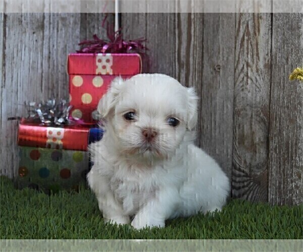 Medium Photo #17 Shih Tzu Puppy For Sale in BOCA RATON, FL, USA