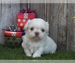 Small #16 Shih Tzu