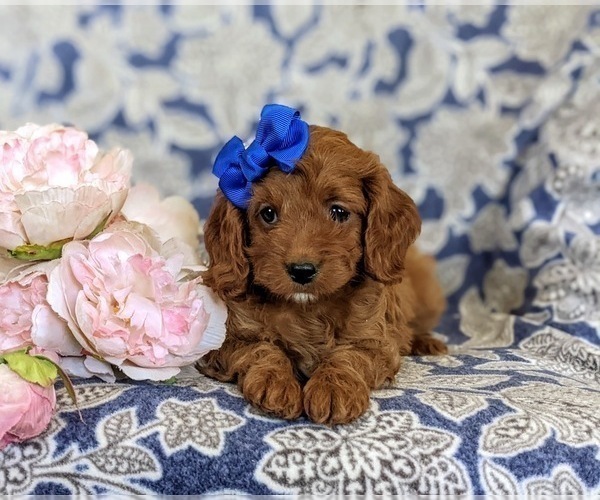 Medium Photo #7 Cavapoo Puppy For Sale in NOTTINGHAM, PA, USA