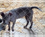 Small #2 Labrador Retriever Mix