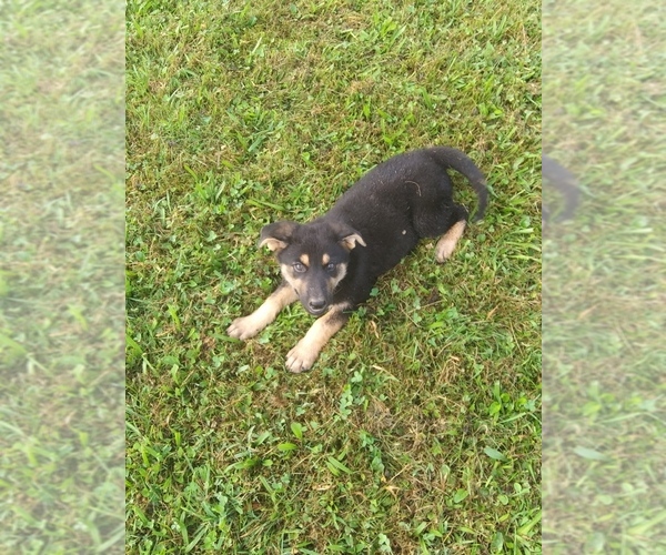 Medium Photo #3 German Shepherd Dog Puppy For Sale in FAYETTE CITY, PA, USA