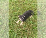 Small Photo #3 German Shepherd Dog Puppy For Sale in FAYETTE CITY, PA, USA